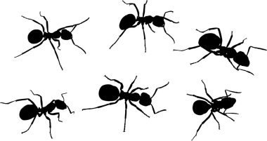 set of six black isolated ants clipart