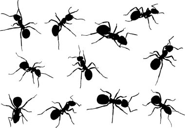 eleven isolated ant silhouettes clipart