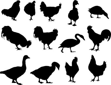 thirteen black farm birds clipart