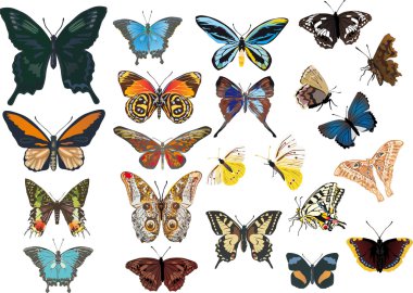 twenty two color butterflies clipart