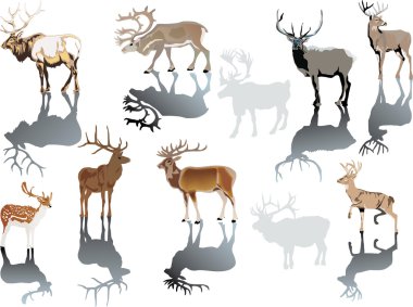 horned deers with reflection clipart