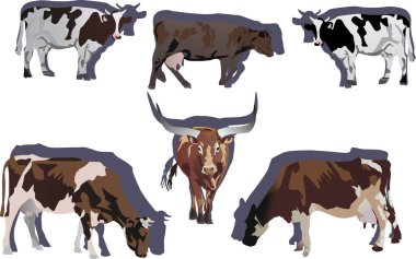 six bulls and cows illustration clipart