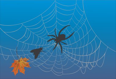 spider web and fly on blue clipart