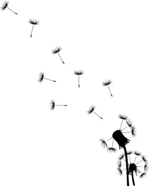 two black dandelions illustration clipart