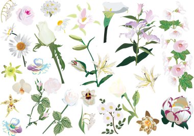 light flowers large collection clipart