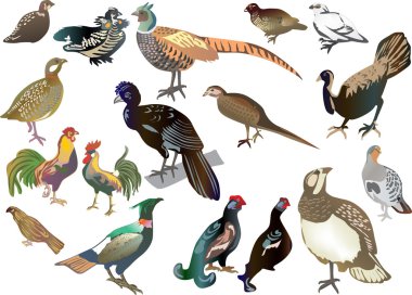 set of isolated gallinaceous birds clipart