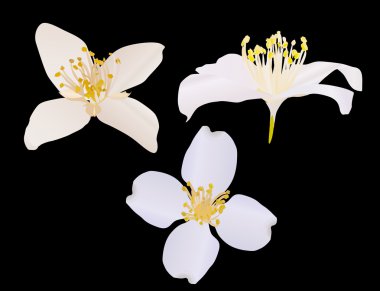 three jasmine flowers isolated on black clipart