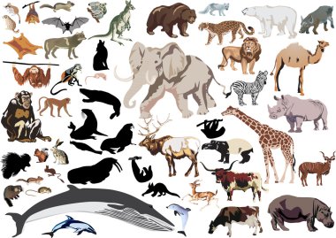 set of wild mammals isolated on white clipart