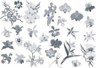 grey isolatec orchids collection clipart