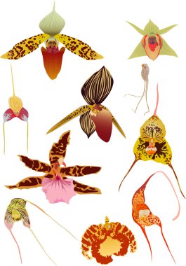 ten orchids isolated on white clipart