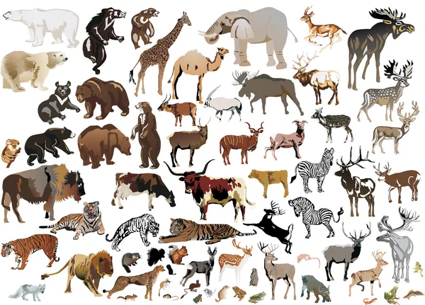 Ogromny zbiór kolor zwierząt — Wektor stockowy