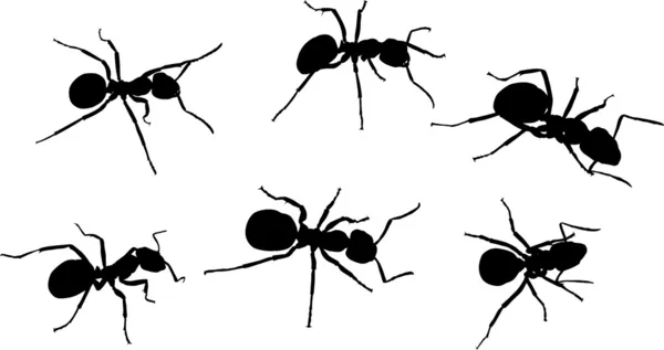 Set di sei formiche isolate nere — Vettoriale Stock