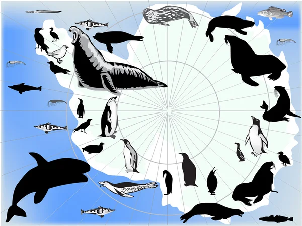 Antarktika hayvanlar ve kuşlar — Stok Vektör