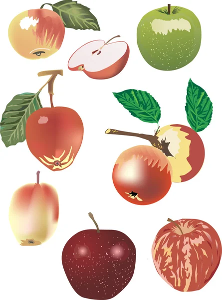 Collection of different apples — Stock Vector