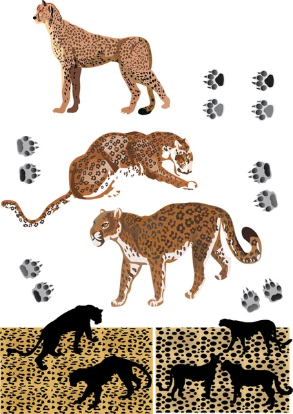 Cheetah, track and skin background — Stock Vector