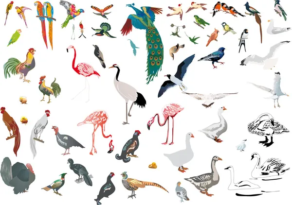 Большой набор цветных изолированных птиц — стоковый вектор