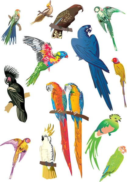 Raccolta di pappagalli a colori su bianco — Vettoriale Stock