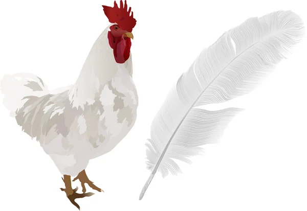 Gallo ligero y pluma sobre blanco — Archivo Imágenes Vectoriales