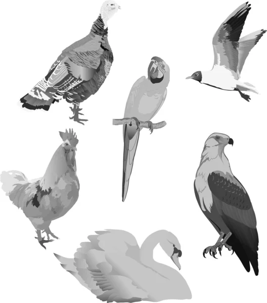 Colección de aves grises en blanco — Vector de stock