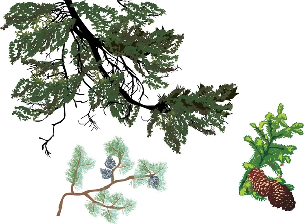 松の木の枝のセット — ストックベクタ
