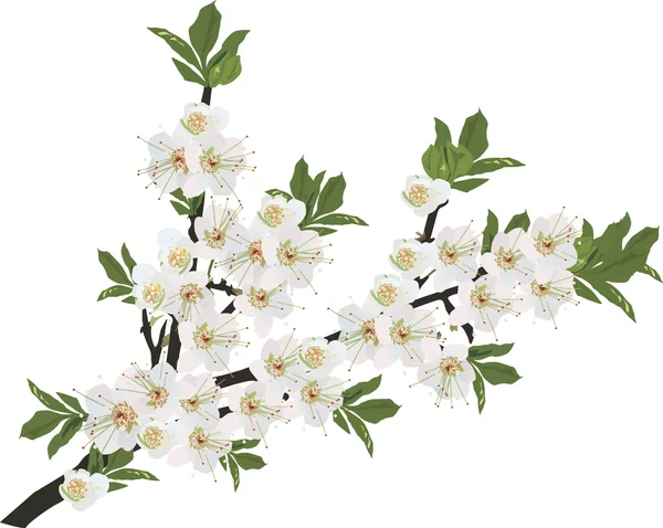 Vita blommor sakura isolerade gren — Stock vektor
