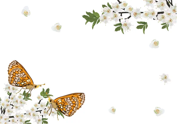 Flores brancas isoladas e duas borboletas —  Vetores de Stock