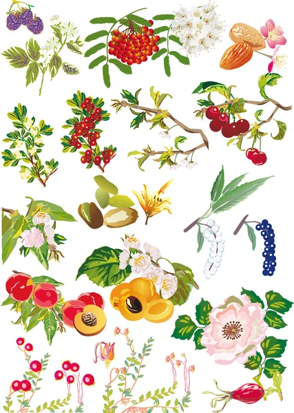 Colección de flores y frutas en blanco — Vector de stock