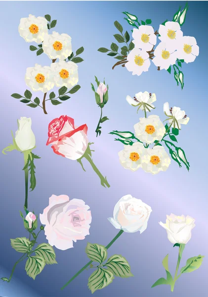 Set of white rose and brier flowers — Stock Vector