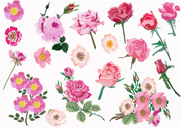 Σύνολο ροζ brier και ροδαλά λουλούδια — Διανυσματικό Αρχείο