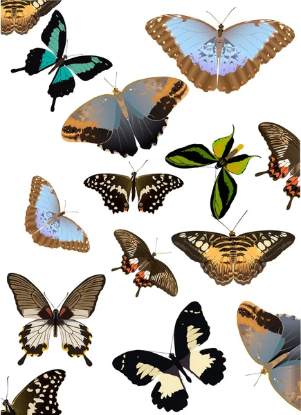 Farbe Schmetterlinge Hintergrund — Stockvektor
