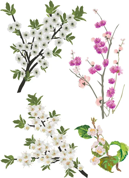 Sakura dalları topluluğu — Stok Vektör