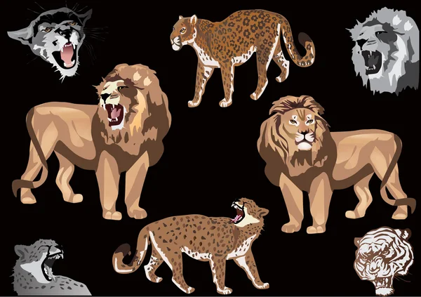 Big cats collection isolated on black — Stock Vector
