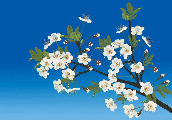 Rama de sakura blanca sobre fondo azul — Archivo Imágenes Vectoriales