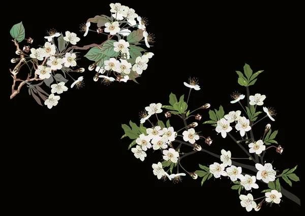 Білі гілки сакури на чорному — стоковий вектор