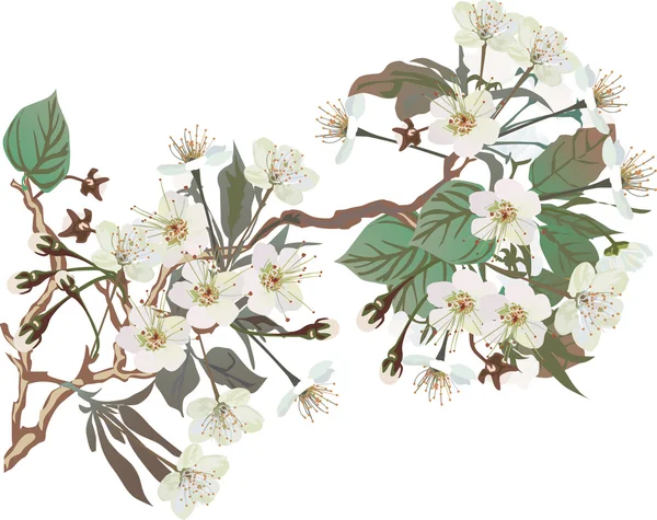 Fleurs sakura isolées blanches — Image vectorielle