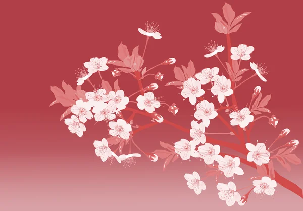 Sakura-Blüten auf rosa Abbildung — Stockvektor