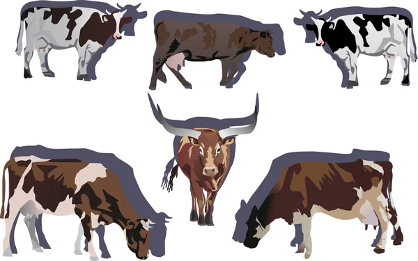 Ilustración de seis toros y vacas — Vector de stock