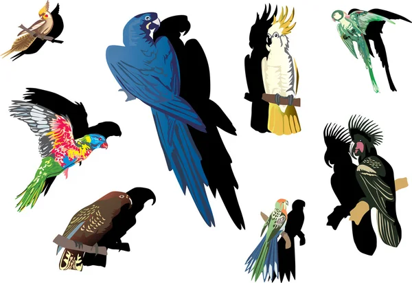 Farbige Papageien mit Schatten — Stockvektor