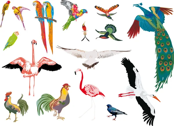 Colección de aves de color sobre fondo blanco — Vector de stock