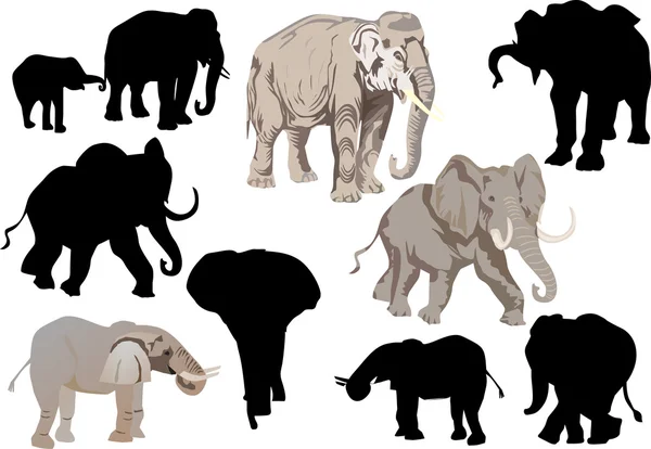 Conjunto de elefantes aislados en blanco — Archivo Imágenes Vectoriales
