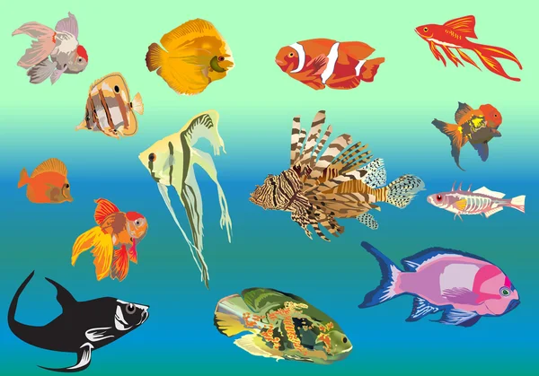Exotische vissen collectie op blauwe achtergrond — Stockvector