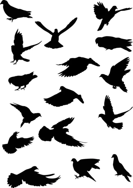 Sixteen pigeon silhouettes — Stock Vector