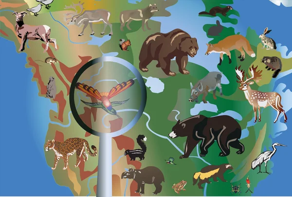 Verschillende dieren in Noord-Amerika — Stockvector