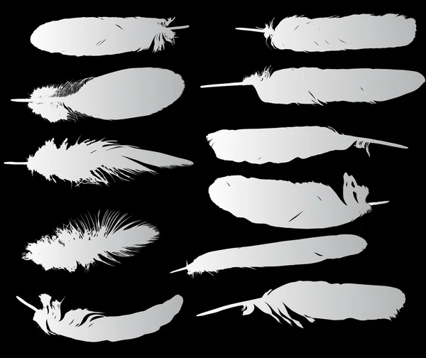 Set con once plumas grises sobre negro — Vector de stock