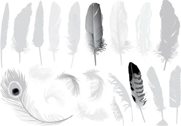 Large set of grey feathers — Stock Vector