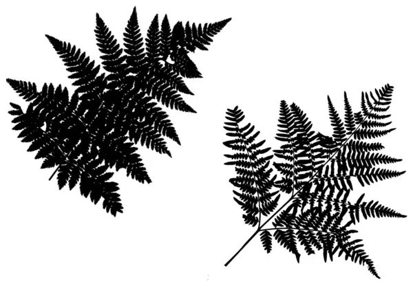 Dvě siluety kapradí izolované na bílém — Stockový vektor
