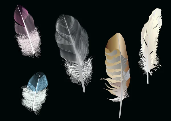 Fünf farbige Federn isoliert auf weiß — Stockvektor