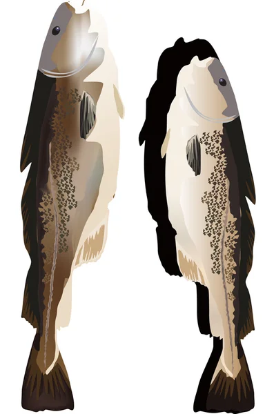 Dos bacalaos aislados sobre fondo blanco — Archivo Imágenes Vectoriales