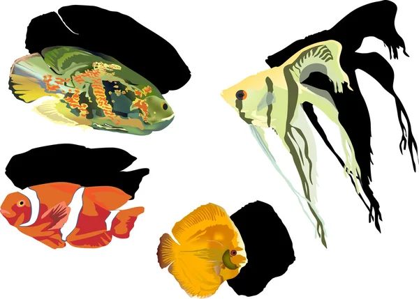 在白色背景上的四种热带鱼。 — 图库矢量图片