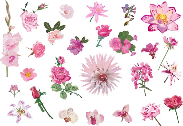 Rosa isolierte Blumen gesetzt — Stockvektor